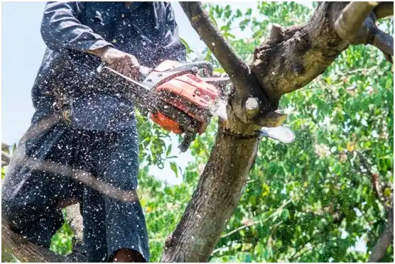 tree services Salmon Creek